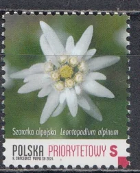 Польша - Альпийский эдельвейс(2024).