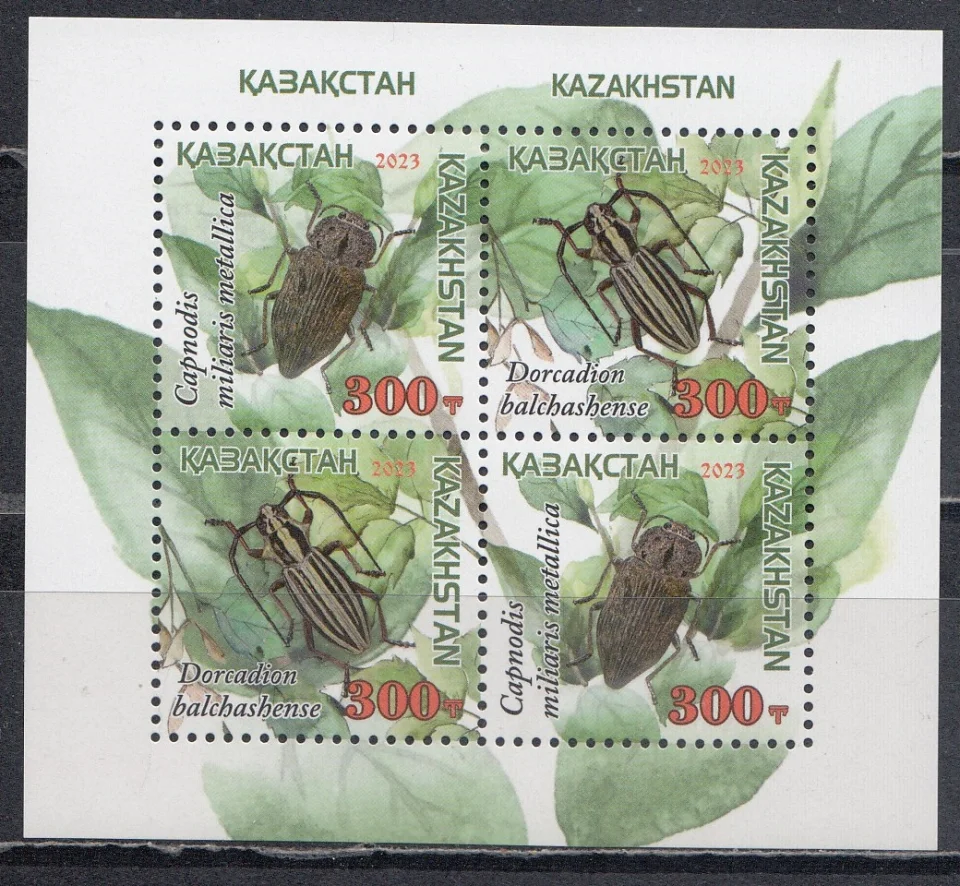 Казахстан - Жуки. Большая златка и балхашский корнеед(2023).