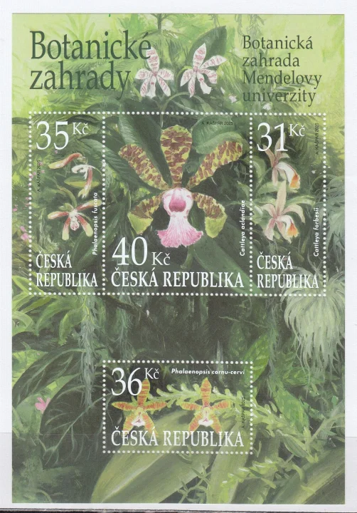 Чехия - Ботанический сад Университета Менделя. Брно. Орхидеи(2025).