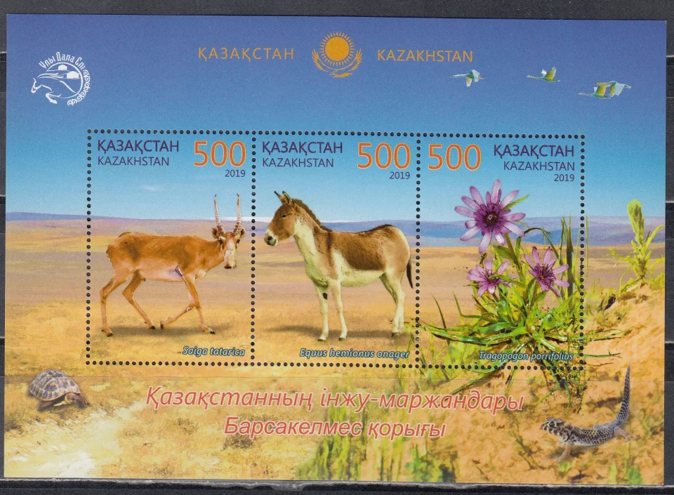 Казахстан - Берсакельмесский заповедник. Сайгак. Кулан(2019).