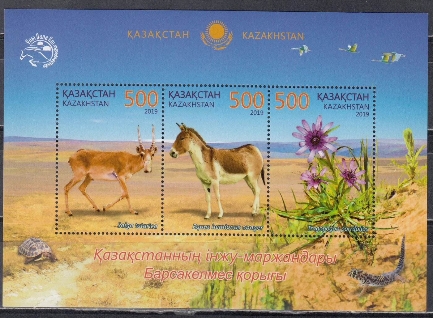 Казахстан - Берсакельмесский заповедник. Сайгак. Кулан(2019).