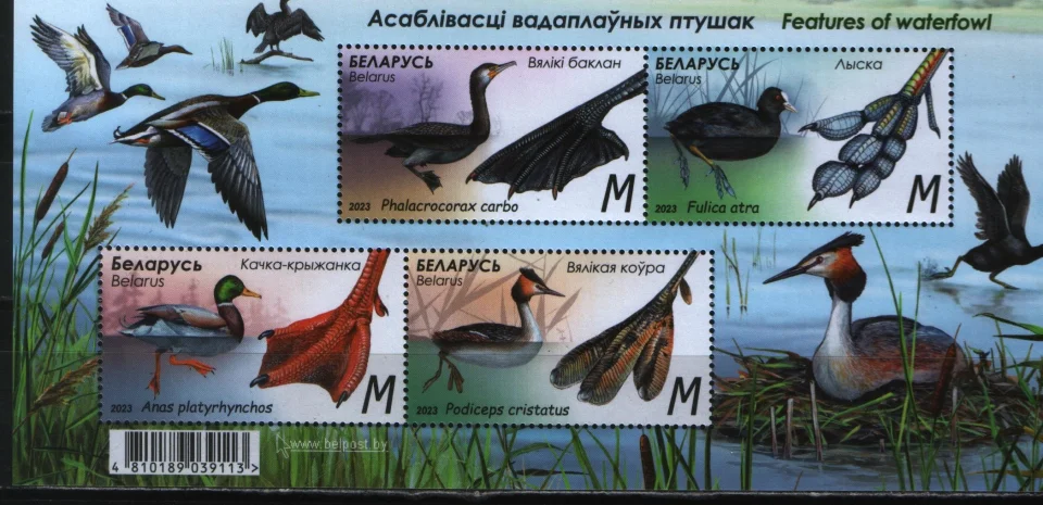 Беларусь - Особенности водоплавающих птиц. Чомга. Баклан. Кряква. Лысуха. Блок(2023).