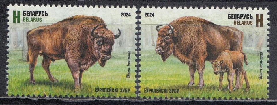Беларусь - Европейский зубр(2024).