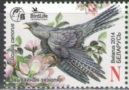 Беларусь - Птица 2014 года. Кукушка.
