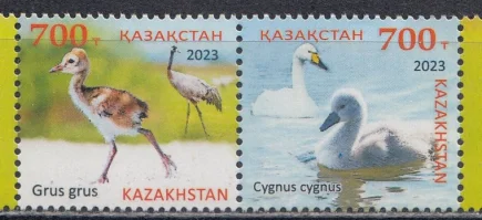 Казахстан - Птенцы лебедь-кликун и серый журавль(2023).