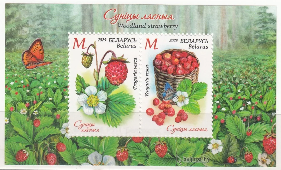 Беларусь - Флора. Ягоды. Лесная земляника. Блок(2025).