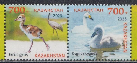 Казахстан - Птенцы лебедь-кликун и серый журавль(2023).