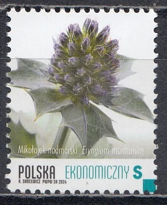 Польша - Приморский синеголовник. Охраняемые растения(2024).