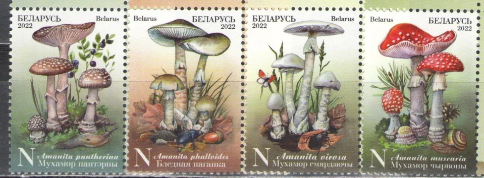 Беларусь - Ядовитые грибы(2022).