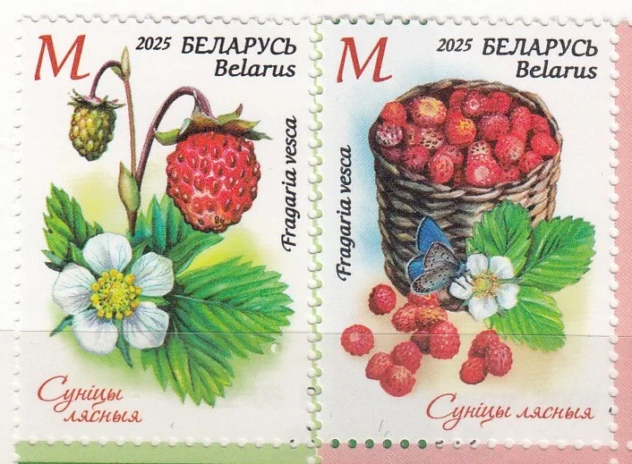 Беларусь - Флора. Ягоды. Лесная земляника(2025).