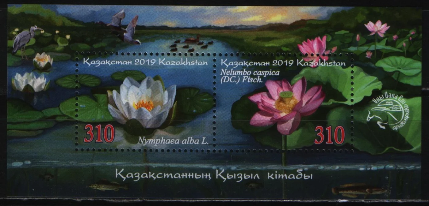Казахстан - Белая кувшинка и орехоносный лотос(2019).