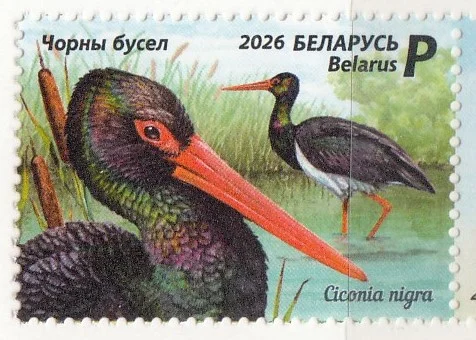 Беларусь - Птица 2026 года. Чёрный аист.