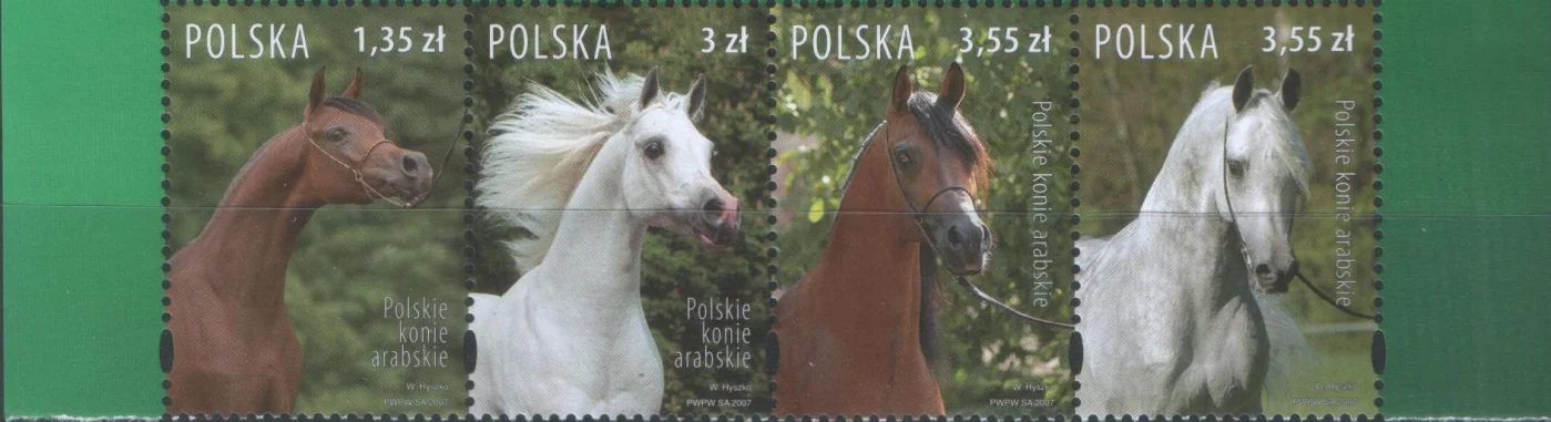 Польша - Арабские скакуны(2007).