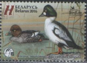 Беларусь - Птица 2016 года. Гоголь обыкновенный.