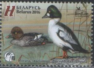 Беларусь - Птица 2016 года. Гоголь обыкновенный.
